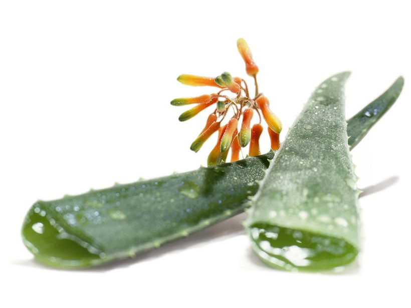 Aloe Vera-Extrakte versorgen die Haut mit Feuchtigkeit.