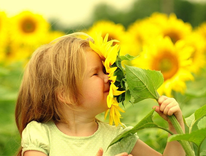 Kind riecht an Sonnenblume