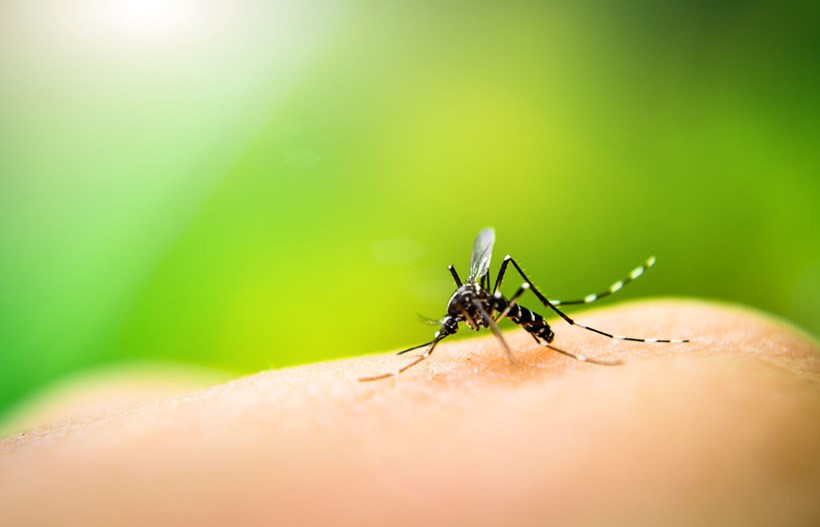 Effektiven Schutz gegen Stechmücken bieten nur Insektenschutzmittel zum Auftragen auf die Haut.
