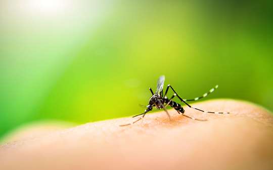 Schnelle Hilfe gegen Stechmücken