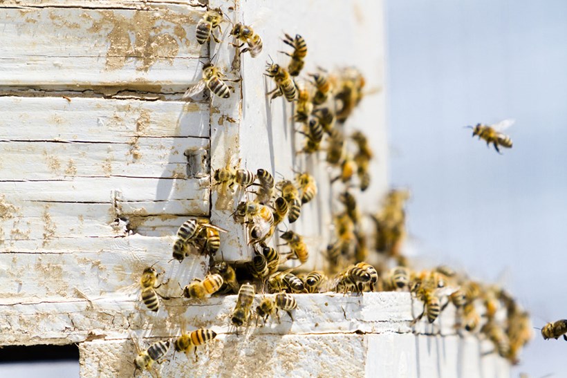 Heilende Bienenstockluft